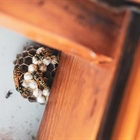 Pest control solutions for your home and business