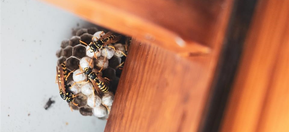 Pest control solutions for your home and business