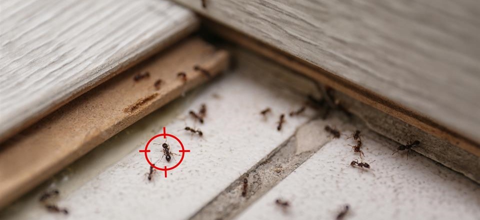 Sentinel Pest control solutions for your home and business